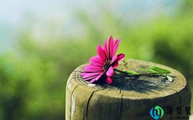 深水醒花是什么意思