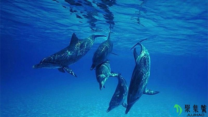 海豚真的会救人吗