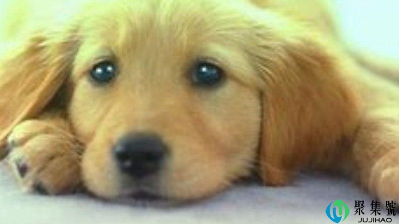 门字代表什么动物