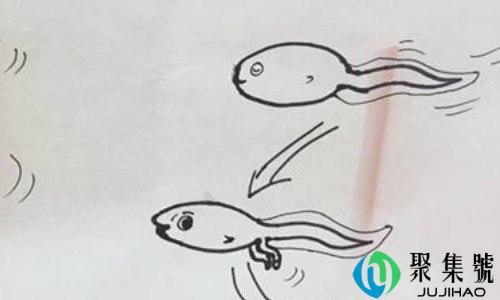 小蝌蚪成长过程顺序