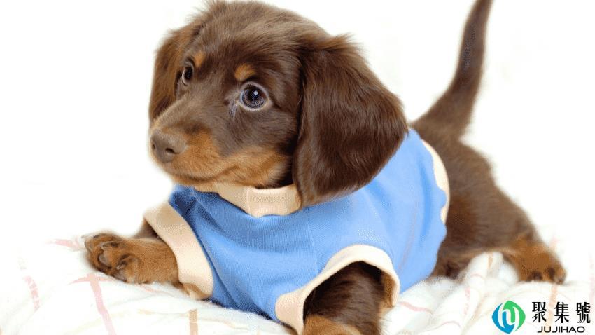 讨人喜欢的动物是狗吗