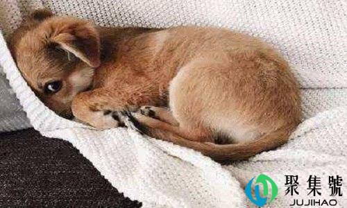 赶脚是什么意思网络