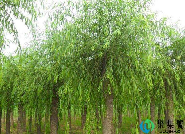 柳树叶怎么吃好吃