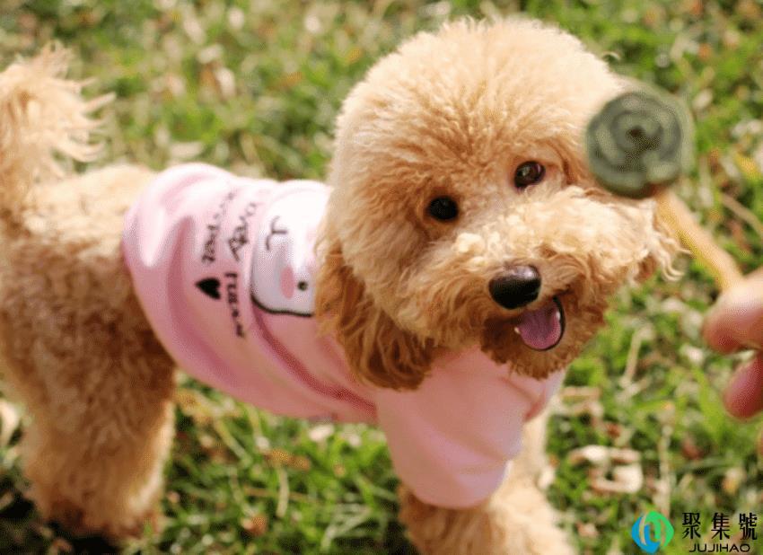 泰迪狗狗的训练方法