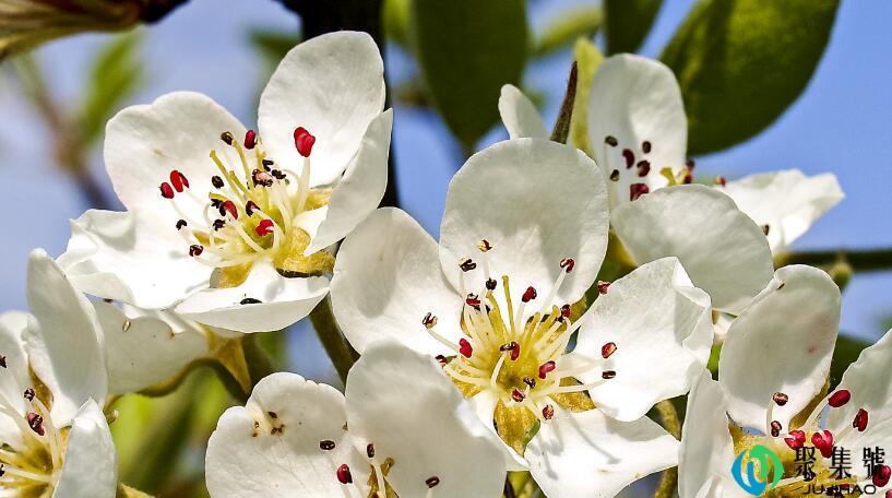 梅花和榆叶梅的区别