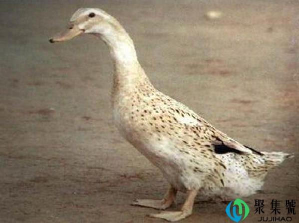 蛋鸭掉蛋怎么补救