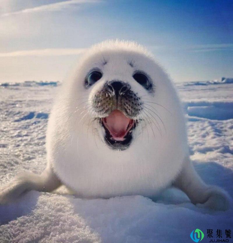 海豹吃人吗