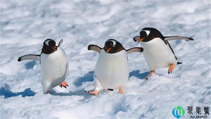 南极中国有几个科考站