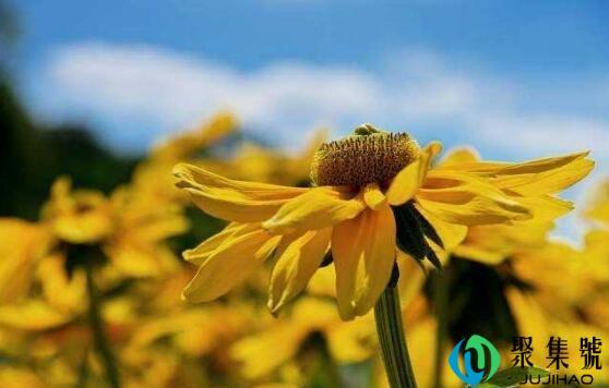 金光菊花语是什么