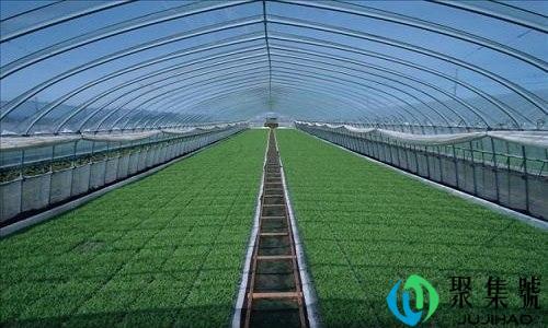 不言温室中树的意思