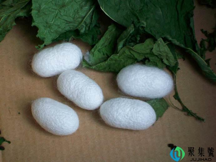 蚕做茧需要什么