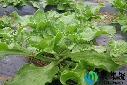 冰菜产地在中国哪里