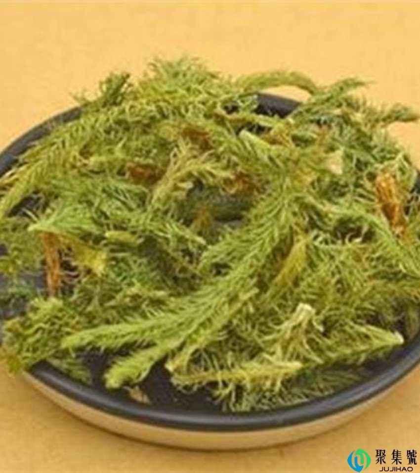 大伸筋与伸筋草的区别是什么