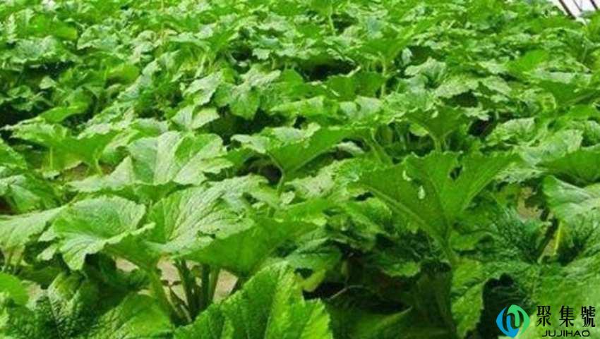 不用打理的蔬菜