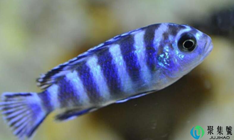 特蓝斑马会吃自己的小鱼吗