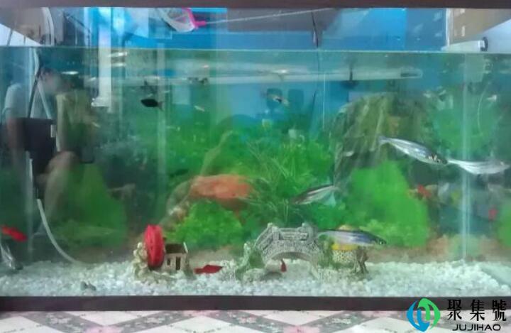 鱼缸水ph多少合适