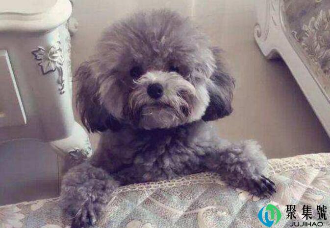 灰泰迪返灰的过程照片