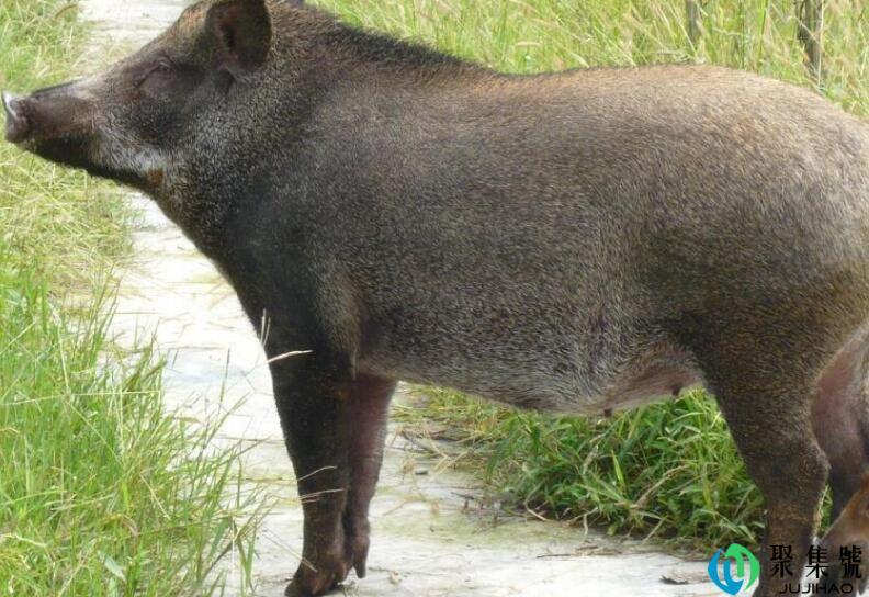 欲钱买不思进取的动物