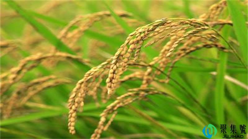双季稻是指什么稻和什么稻