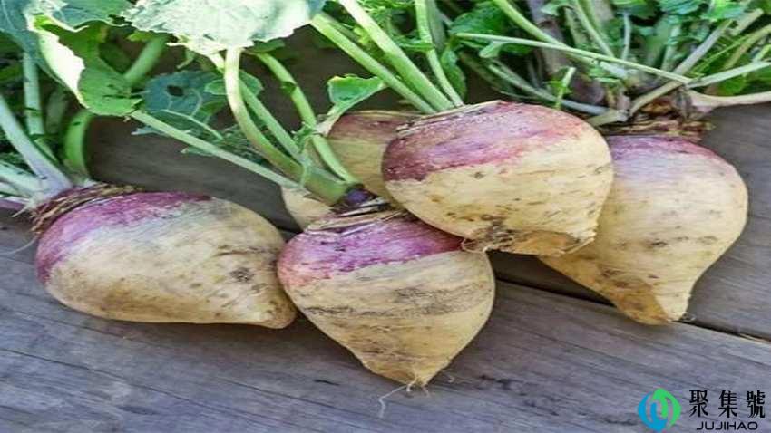 卜留克和芥菜的区别