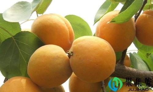 枇杷和杏的区别