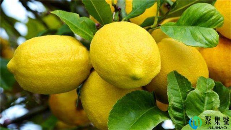 酸的水果有哪些