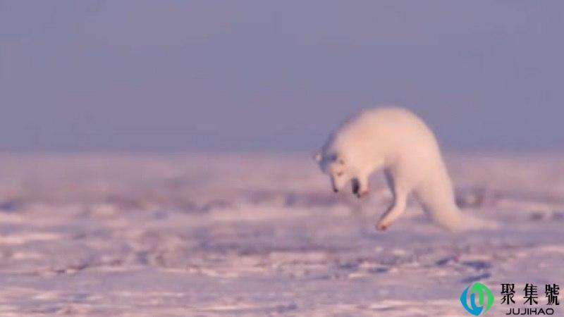 不太聪明的亚子是什么意思