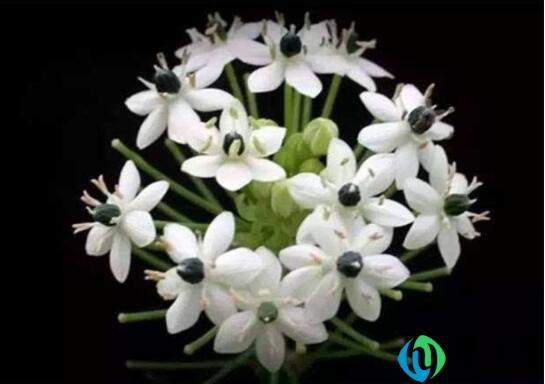 天鹅绒鲜花花语