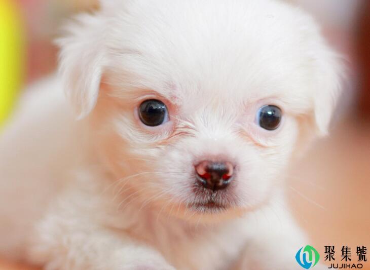 狗狗想上厕所什么表现