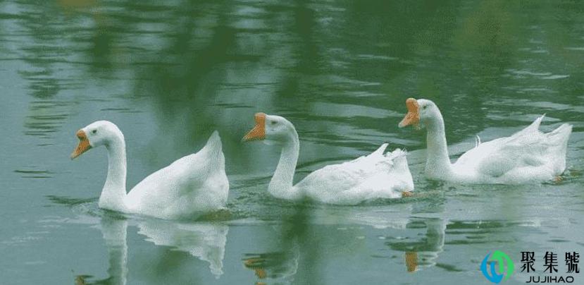 鹅的生长周期多长时间