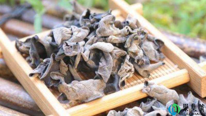 假木耳和真木耳的区别