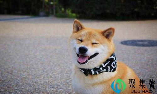 田园犬的寿命多少年