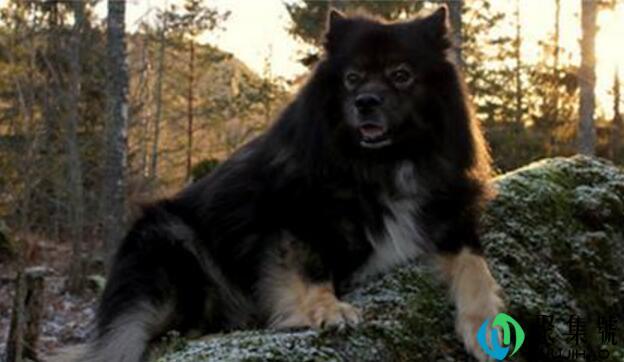 什么是芬兰拉普猎犬