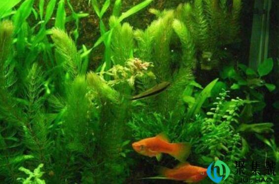 鱼缸水草发黄怎么回事