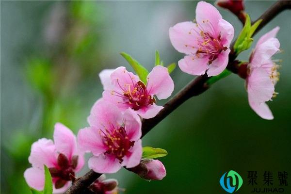 桃花酒和桃花酿的区别