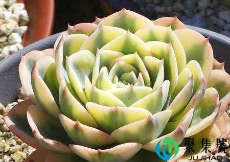 不适合晒太阳的多肉有哪些