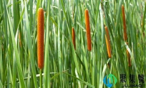 香蒲可以驱蚊吗