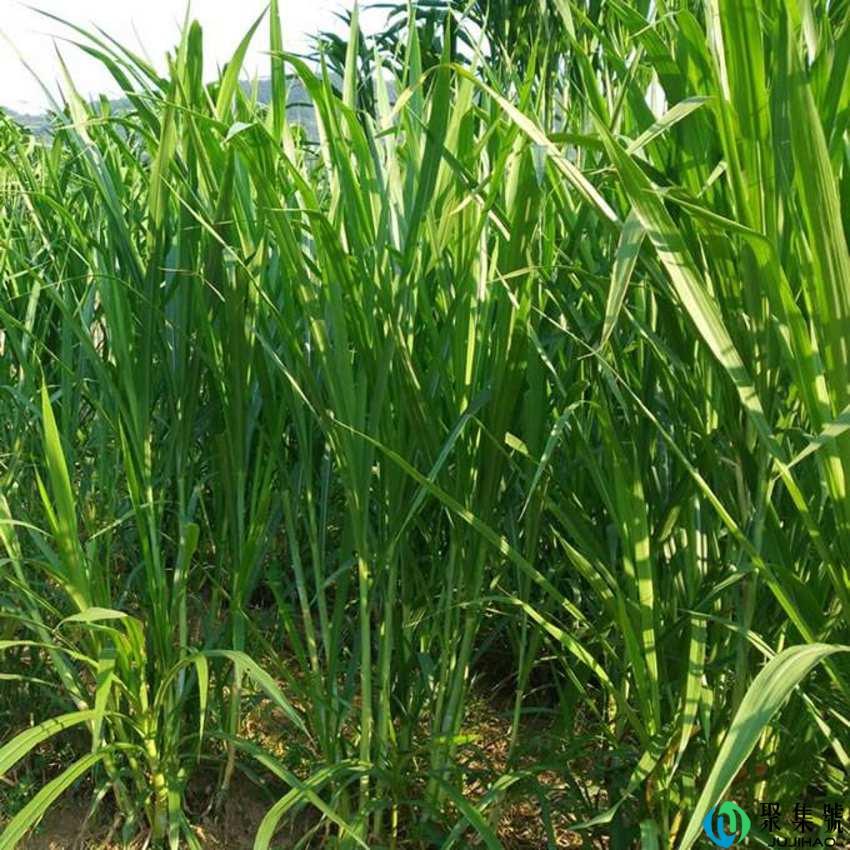 象草的用途有哪些