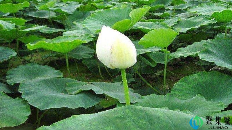 附庸风雅的意思