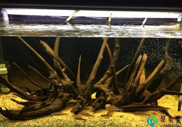 沉木哪里能捡到