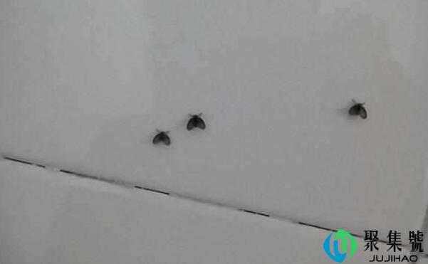 厕所黑色飞虫是什么