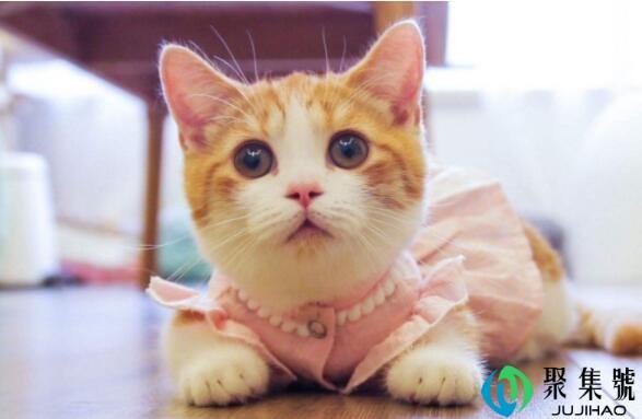 五个月猫咪多重正常