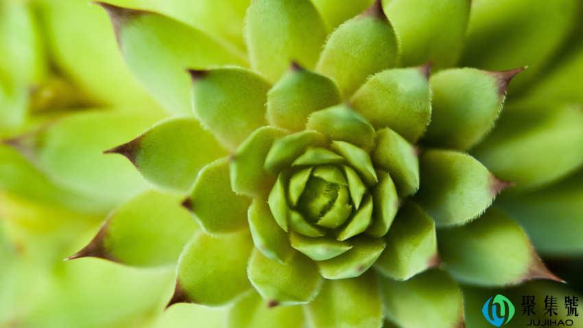 新手养多肉的注意事项