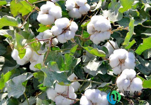 棉花的种类和知识