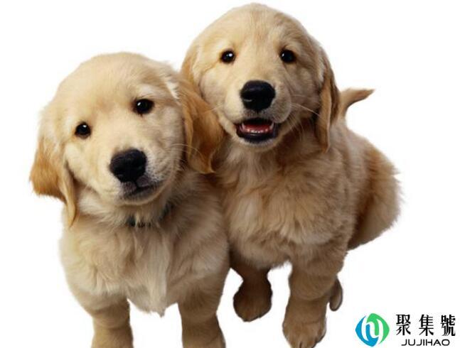 小狗食欲不振没有精神怎么办