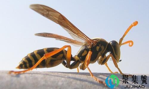 马蜂蛰人后还能活吗