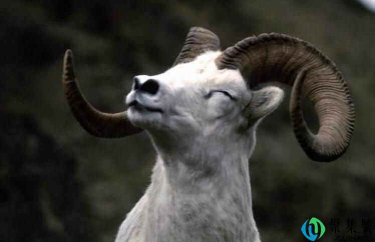 潇洒风流善使枪是什么生肖