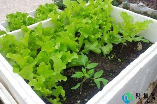 泡木箱种菜有什么害处