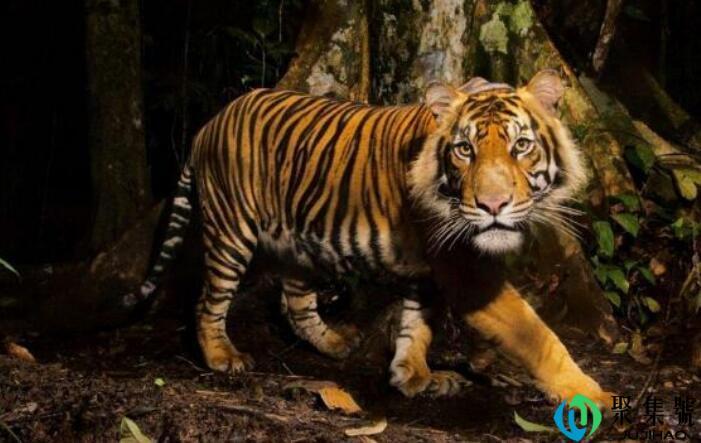 欲钱买森林之王的生肖