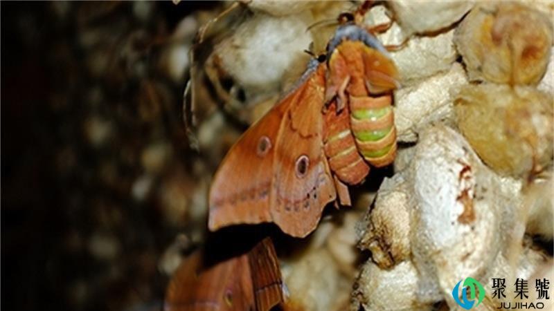 如何辨别雄蚕蛾和雌蚕蛾